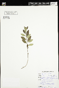 Geocaulon lividum image