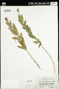 Comandra umbellata image
