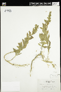 Comandra umbellata image