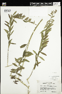 Comandra umbellata image