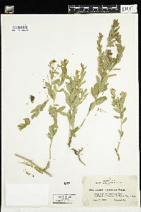 Comandra umbellata image