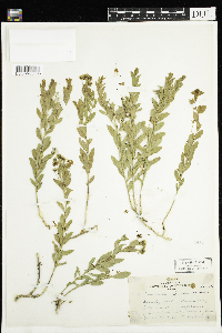 Comandra umbellata image