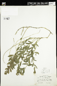 Comandra umbellata image