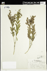 Comandra umbellata image