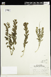 Comandra umbellata image