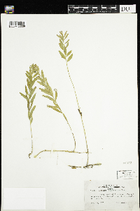 Comandra umbellata image