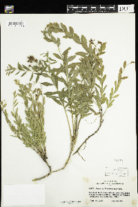 Comandra umbellata image
