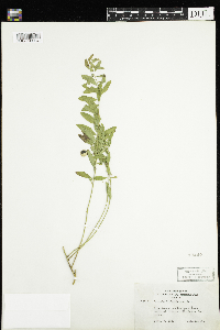 Comandra umbellata image