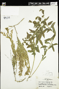 Comandra umbellata image