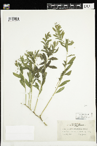 Comandra umbellata image