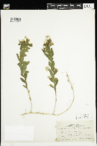 Comandra umbellata image
