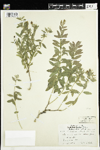 Comandra umbellata image