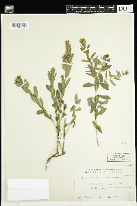 Comandra umbellata image