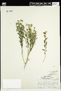 Comandra umbellata image
