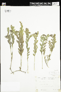 Comandra umbellata image