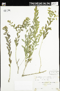 Comandra umbellata image