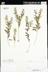 Comandra umbellata image
