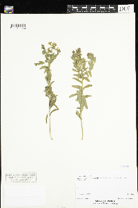 Comandra umbellata image