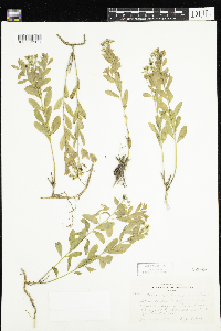 Comandra umbellata image