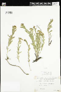 Comandra umbellata image