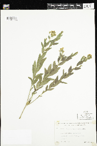 Comandra umbellata image