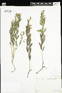 Comandra umbellata image