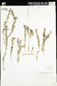 Comandra umbellata image