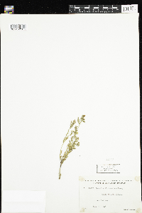 Comandra umbellata image