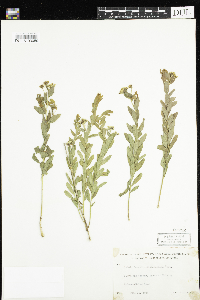Comandra umbellata image