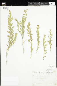 Comandra umbellata image