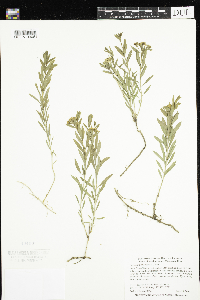 Comandra umbellata image
