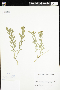Comandra umbellata image