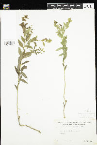 Comandra umbellata image