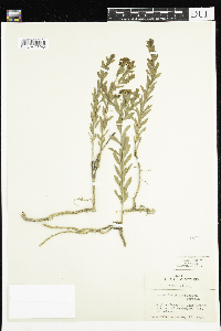 Comandra umbellata image