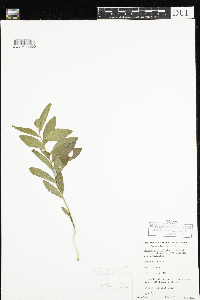 Comandra umbellata image