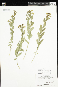 Comandra umbellata image