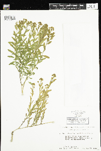 Comandra umbellata image