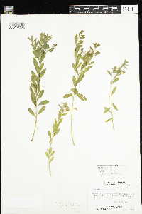 Comandra umbellata image