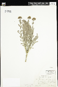 Comandra umbellata image