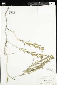 Comandra umbellata image