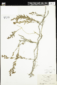 Comandra umbellata image