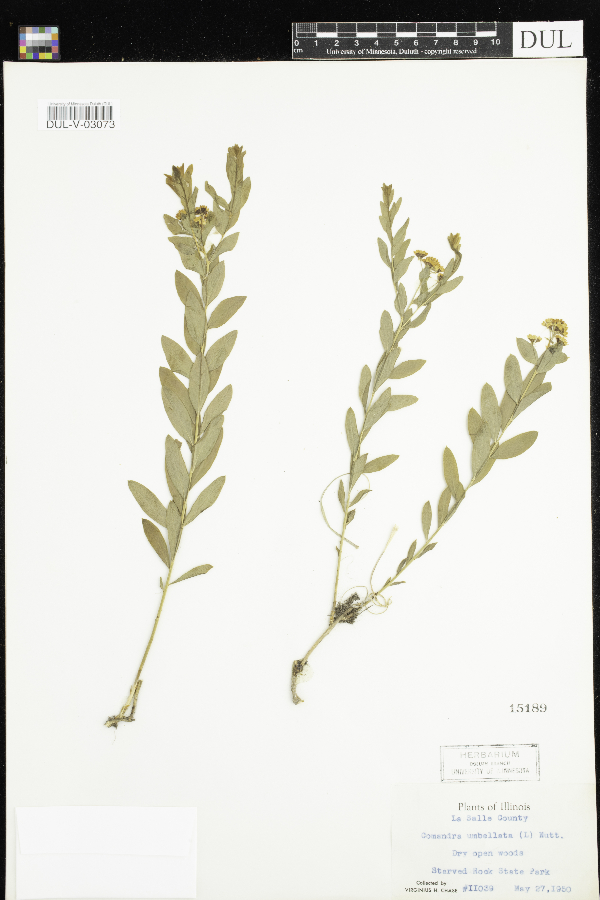 Comandra umbellata subsp. umbellata image