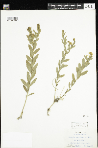 Comandra umbellata image