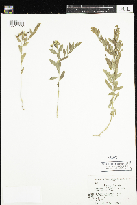 Comandra umbellata image