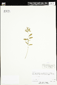 Comandra umbellata image