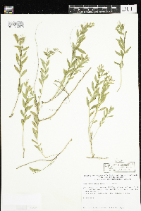 Comandra umbellata image