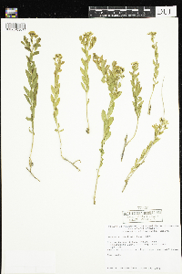 Comandra umbellata image