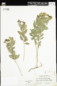 Comandra umbellata image