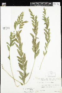 Comandra umbellata image