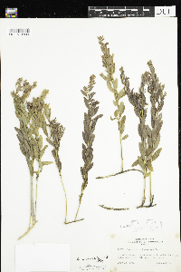 Comandra umbellata image